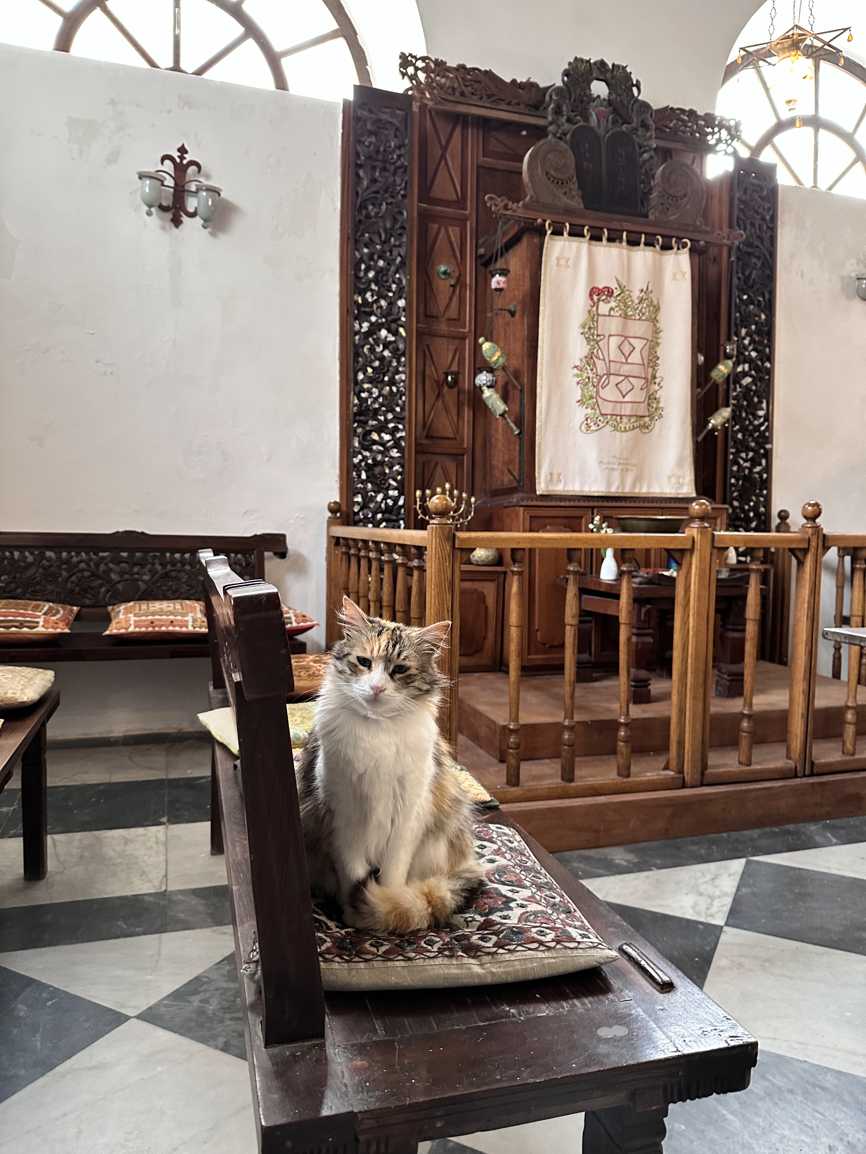 Synagogue cat