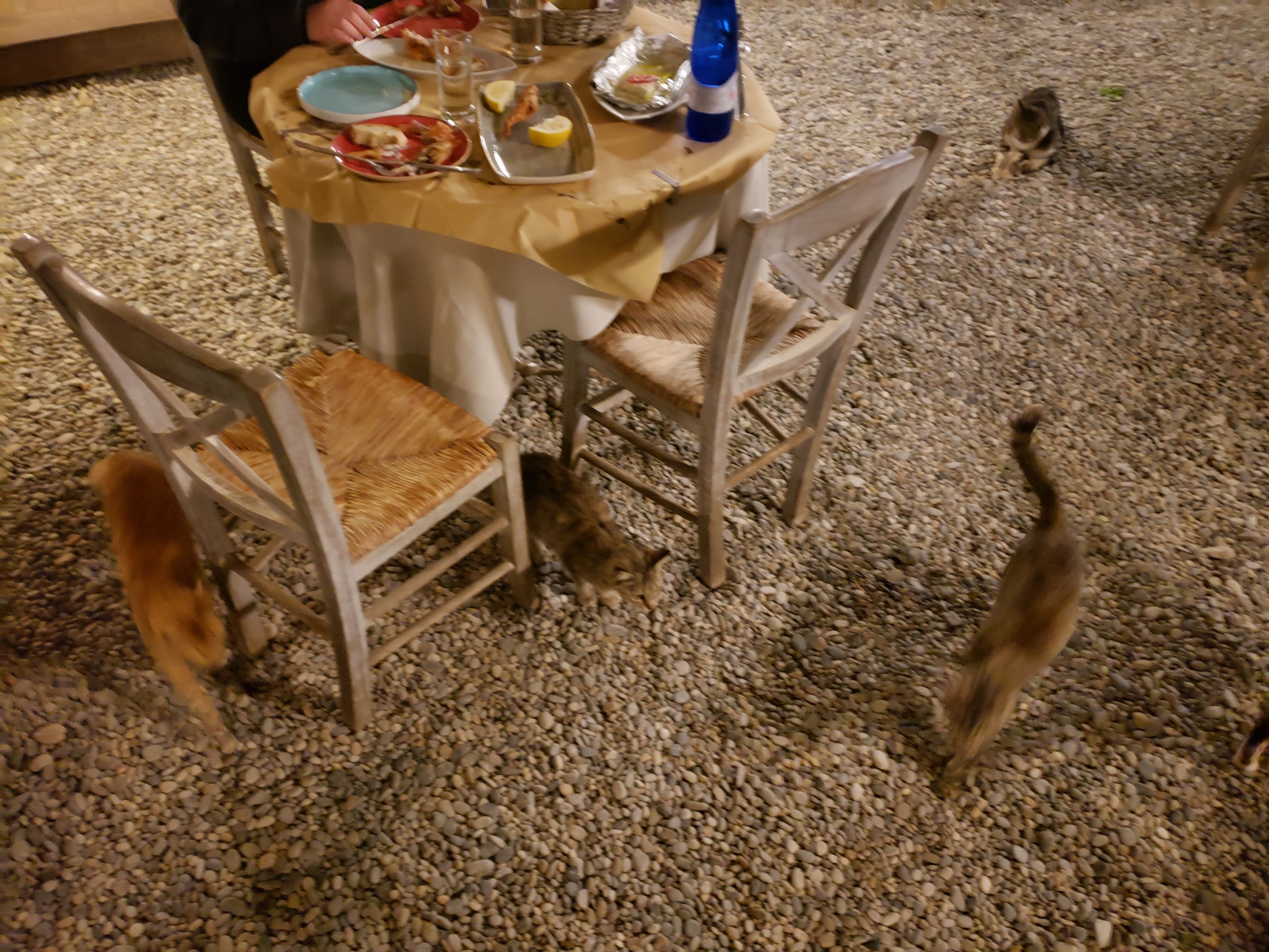 Cats trying to get food