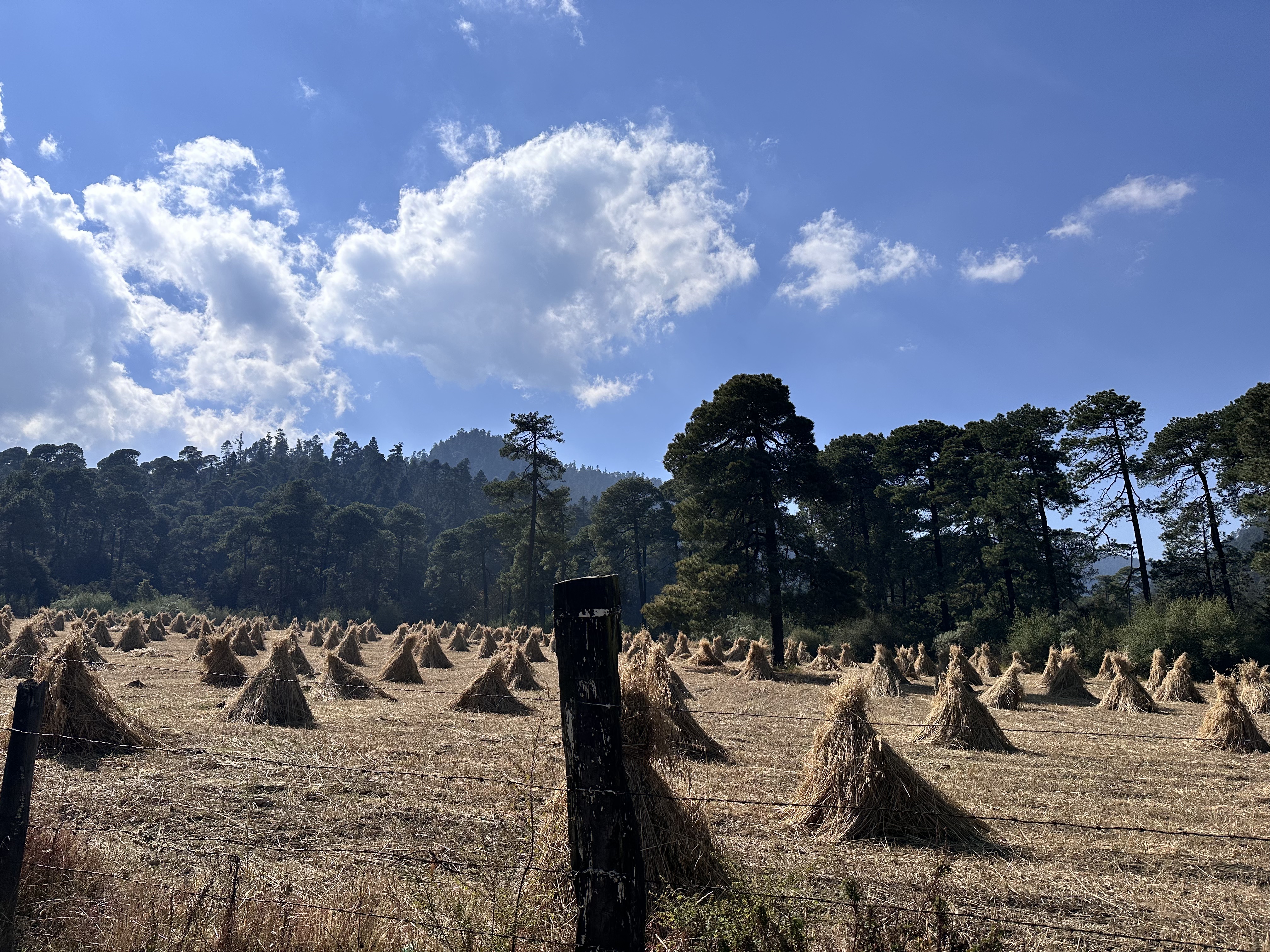 Piles of Hay